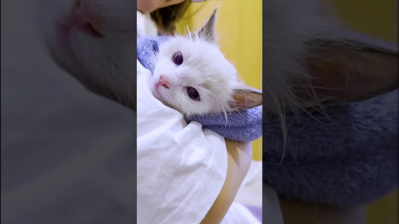 【感動】ラグドール子猫の成長過程を1分にまとめてみた！#shorts #cat