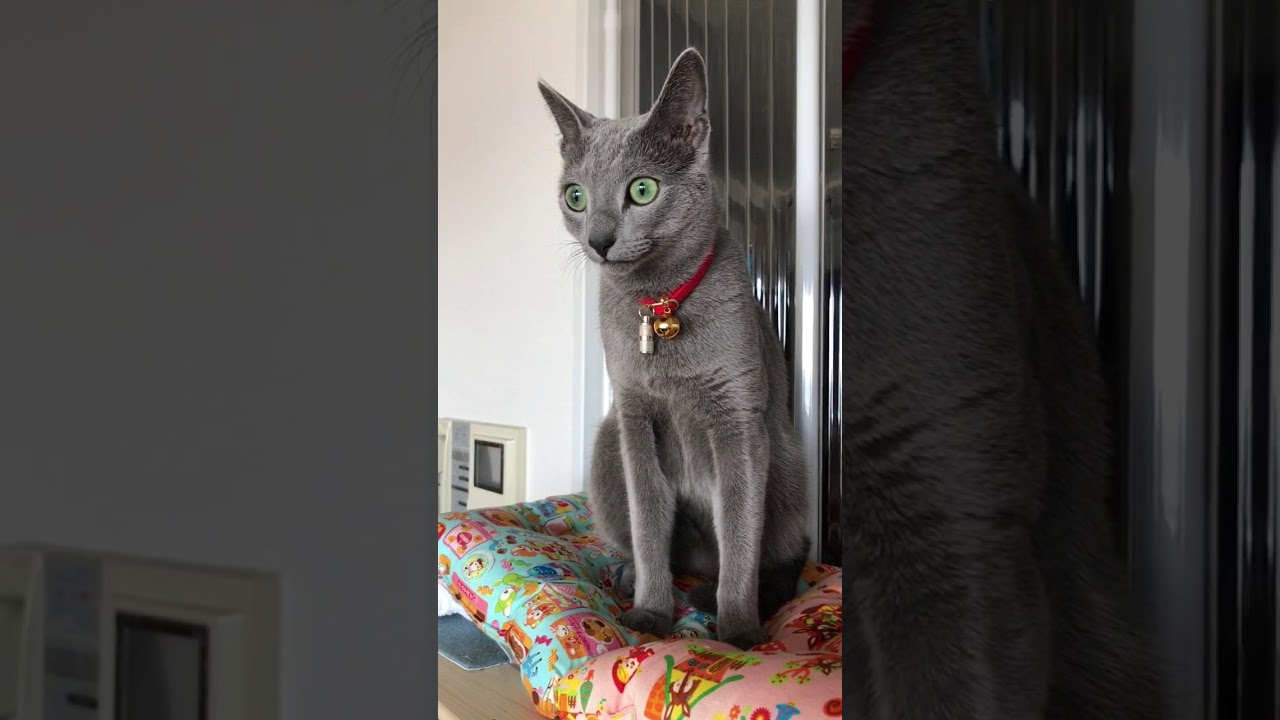 ロシアンブルーのロッチ君。先ずは座るだけ。