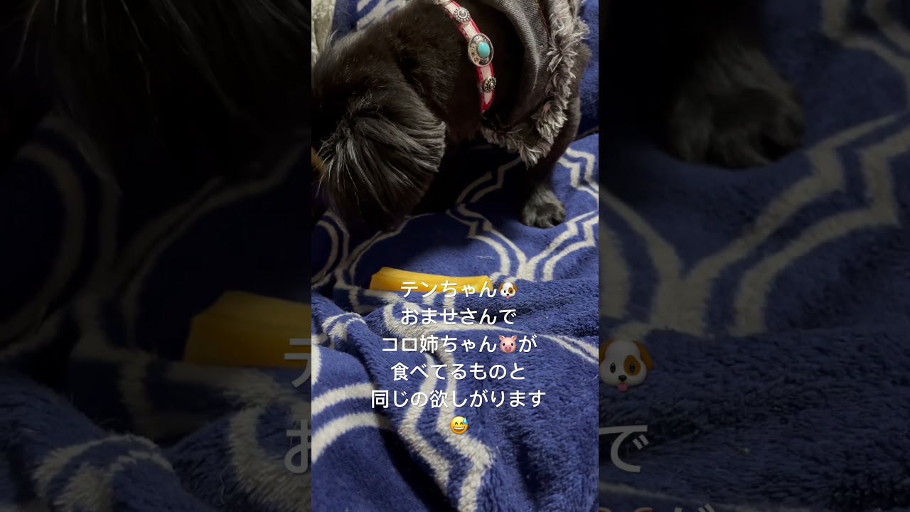 ヒマラヤンチーズ🧀 #pet #pets #dogs #いぬ #犬のいる暮らし #dog #わんちゃん #犬 #わんこ #犬好き #ミックス犬 #ペキチワ #仲良し #多頭飼い #可愛い #犬動画