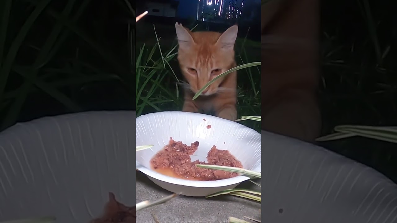 公園の花壇にいた茶猫に晩ごはんをあげました。I gave dinner to the brown cat in the flower bed in the park at night.Vol.619