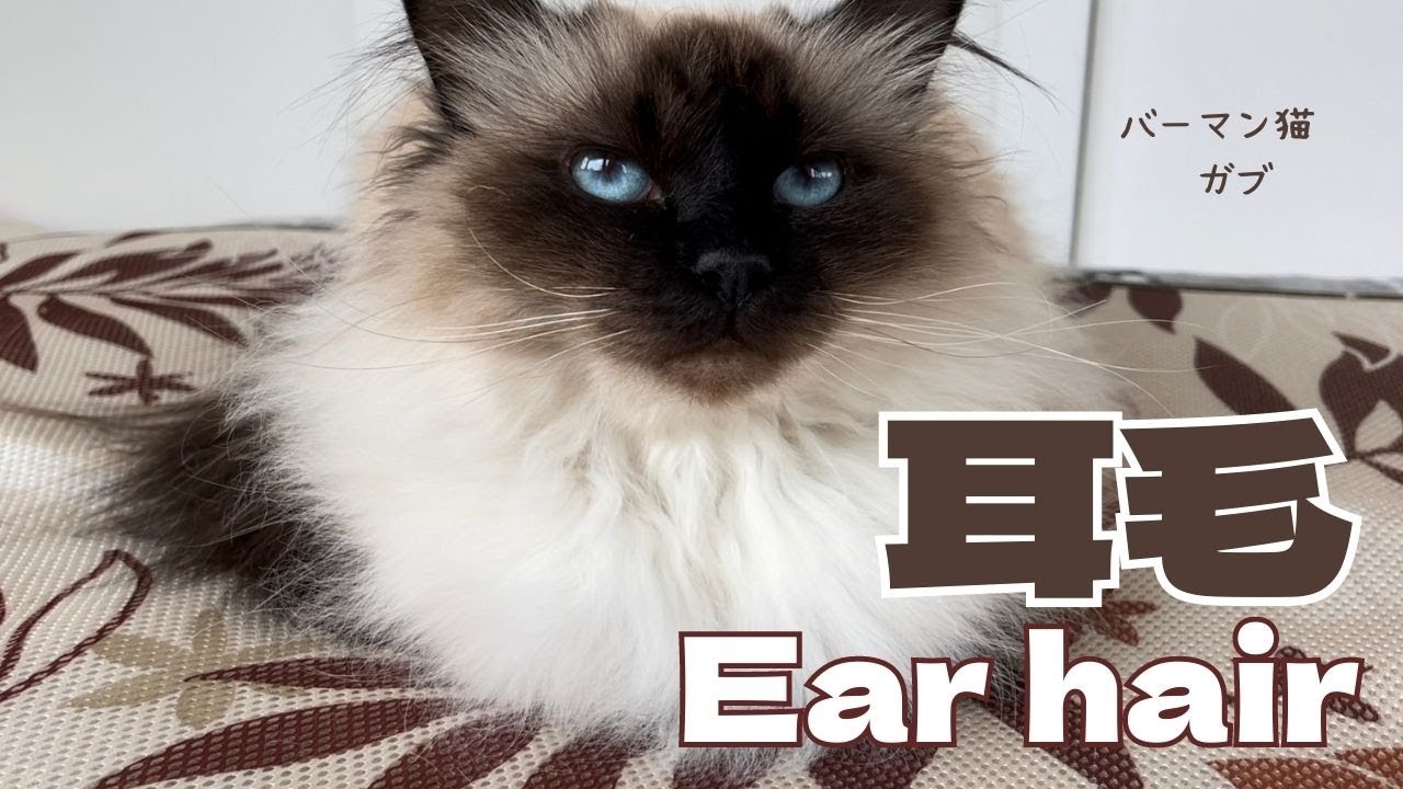 バーマン猫ガブ【耳毛】Ear hair（バーマン猫）Birman/Cat
