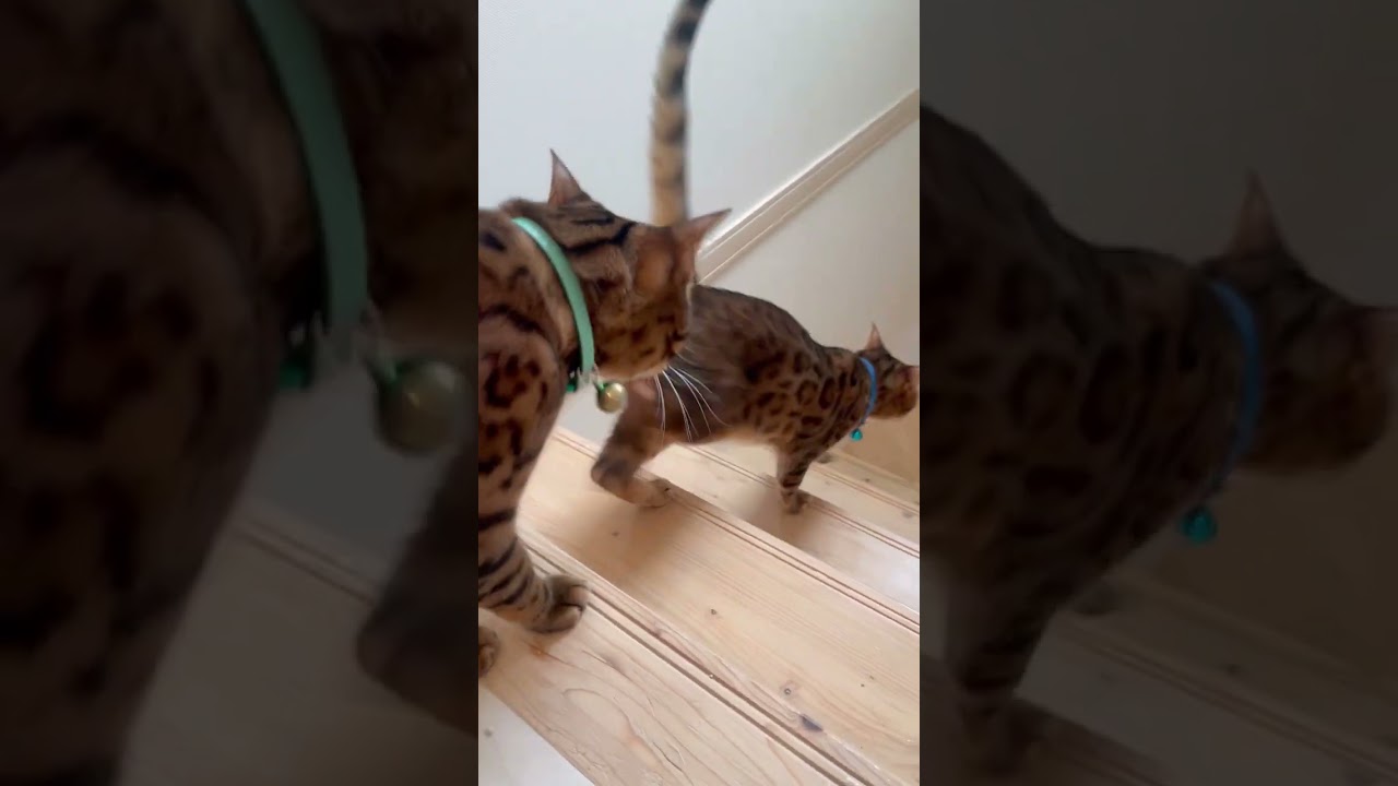 たぬき猫対決！（猫レース6/14）#shorts