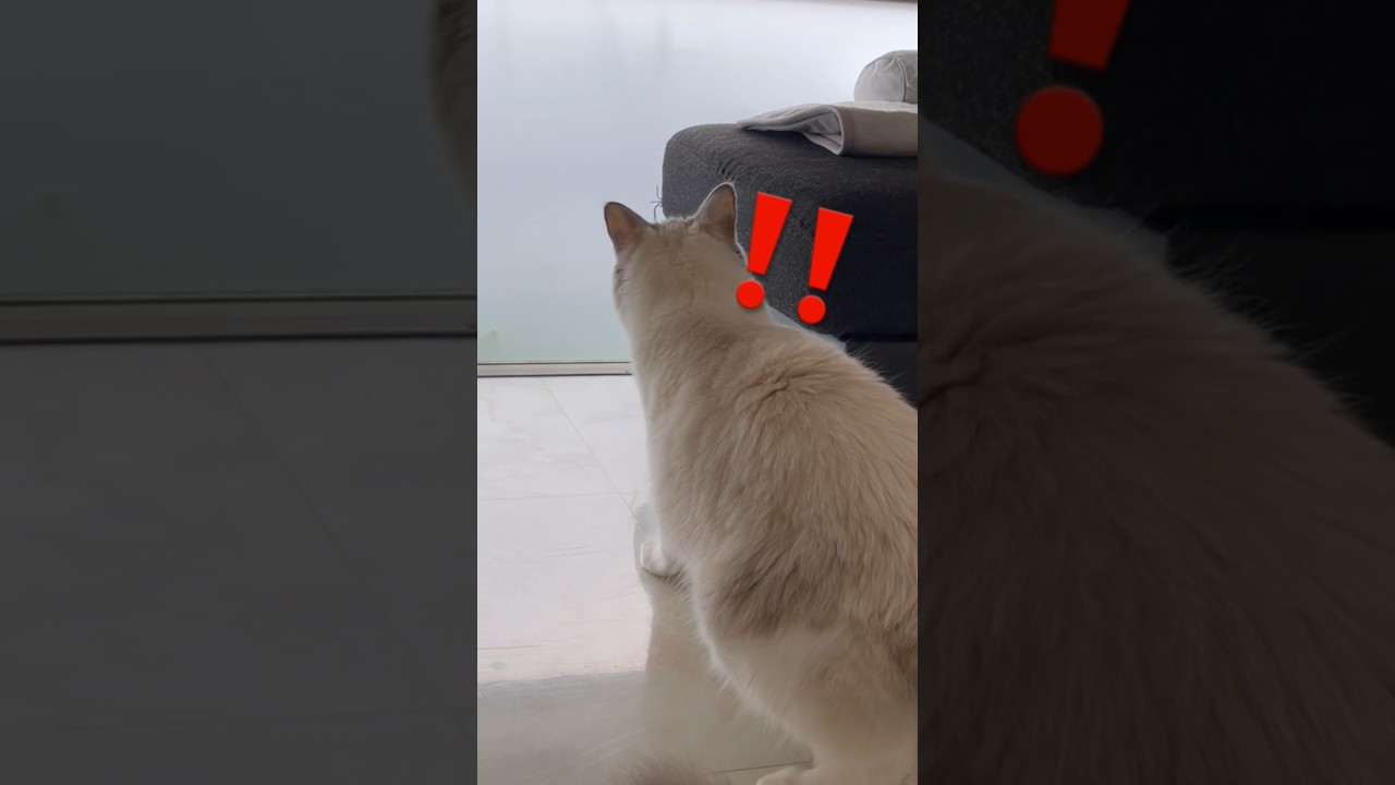 草むしりを超警戒する末っ子ラグドール🐈 #cat #猫 #ラグドール #ragdoll #ねこのいる生活 #shorts