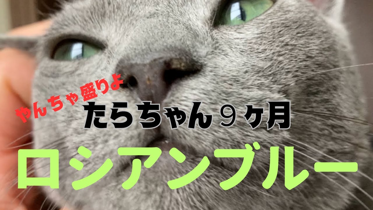 ロシアンブルー　９ヶ月の日常
