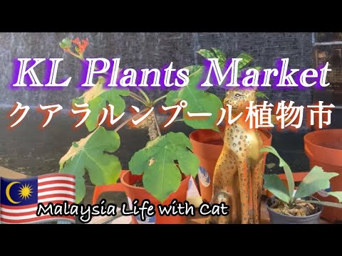 【🇲🇾KL Plants Market】滝と緑の癒し空間🪴植物市クアラルンプール 〜森猫おはぎの遊雅な日常 in MALAYSIA〜 #マレーシア移住 #MalaysiaLife #猫と海外移住