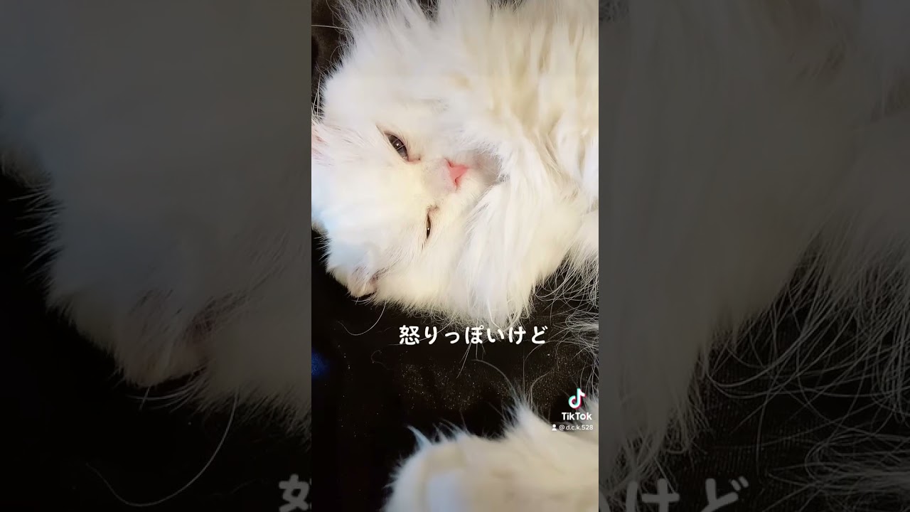 白い雪のプリンセス💜【スコティッシュフォールド】#shorts #スコティッシュフォールド #猫