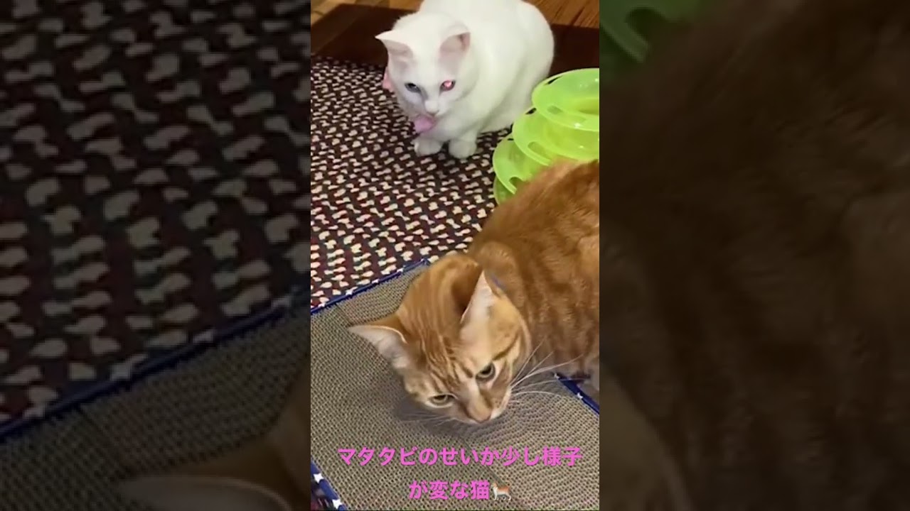 マタタビで変な動きをする猫