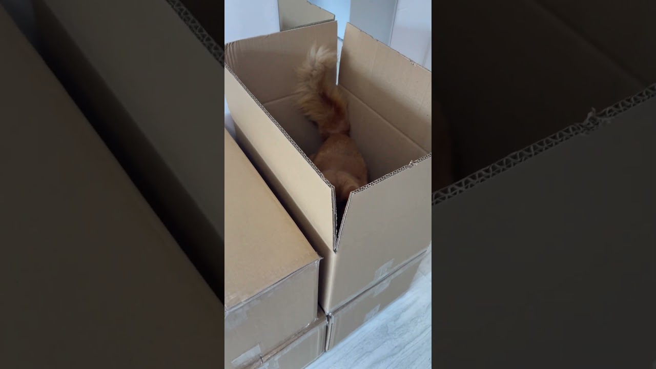 2023年5月1日＠曹杨路アパート #cat #somali