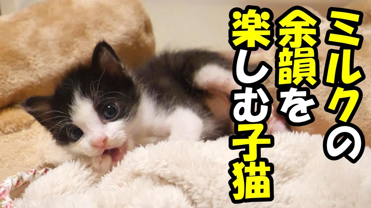 お腹いっぱいになった子猫がゴロンと寝そべりミルクの余韻にひたる【赤ちゃん猫　保護猫】