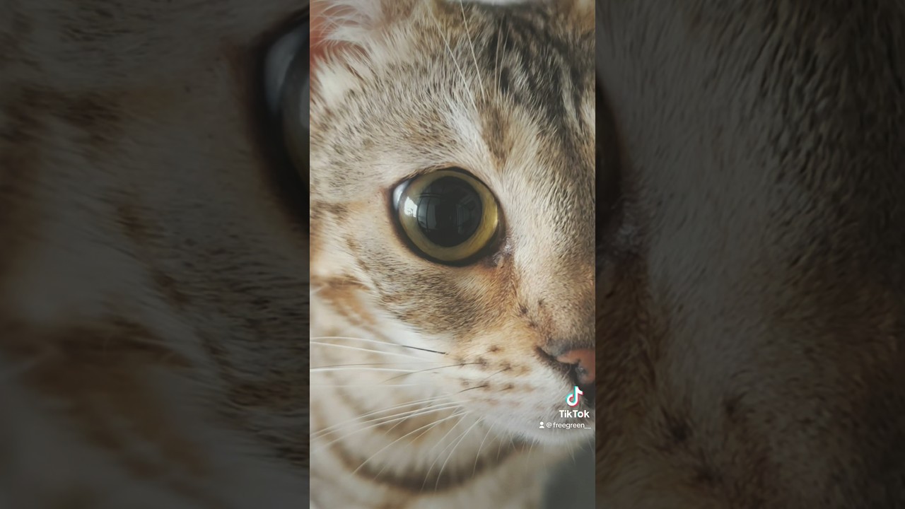 まんまるお目目👀#ベンガル #動物 #bengal #catsoftiktok #pet #girl #animal #fyp #fy #morning #ohayo #山梨 #freegreen