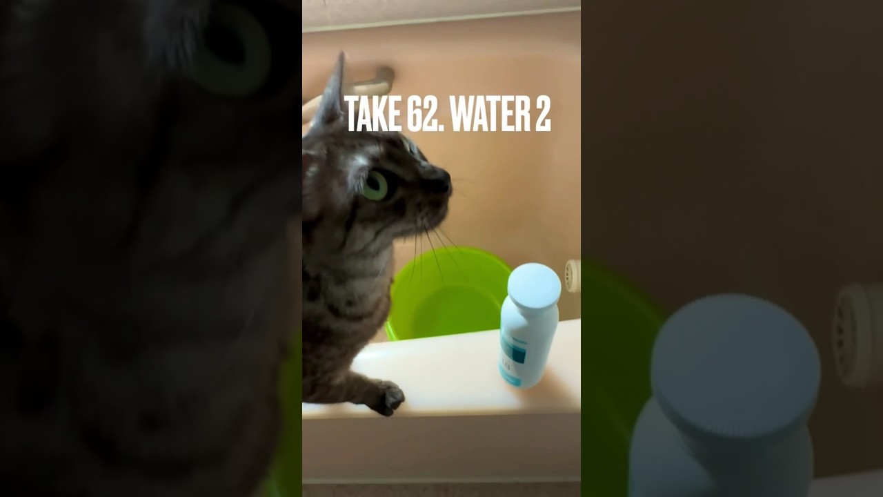 #シャンプー の匂いに慣れさせるつもりだにゃ#地道な努力😹#お風呂場 大好き#猫 #エジプシャンマウ #ねこ #shorts