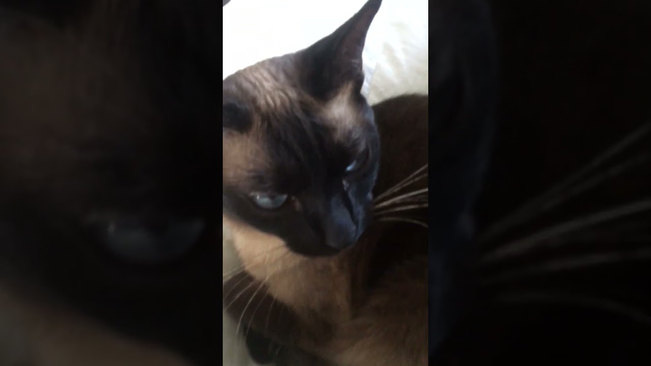 今日も布団を占領するシャム猫