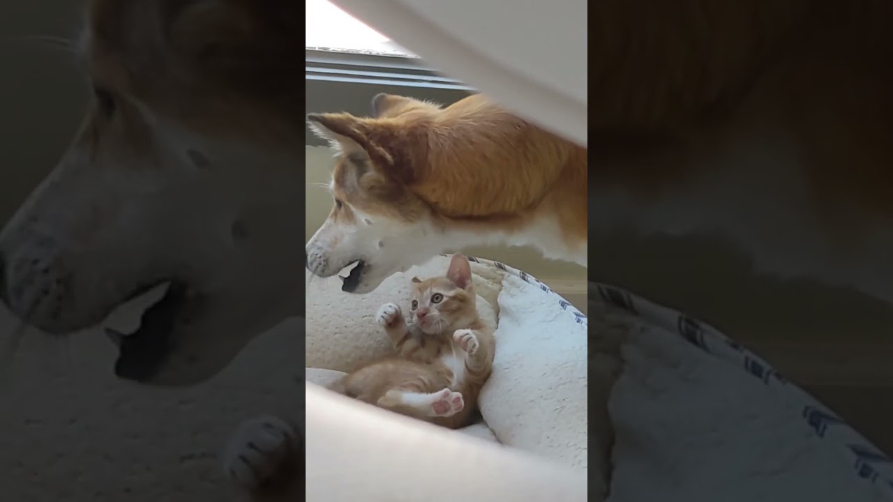 Cutest Basenji Jindo mix Gina playing with Manx kitten Neko