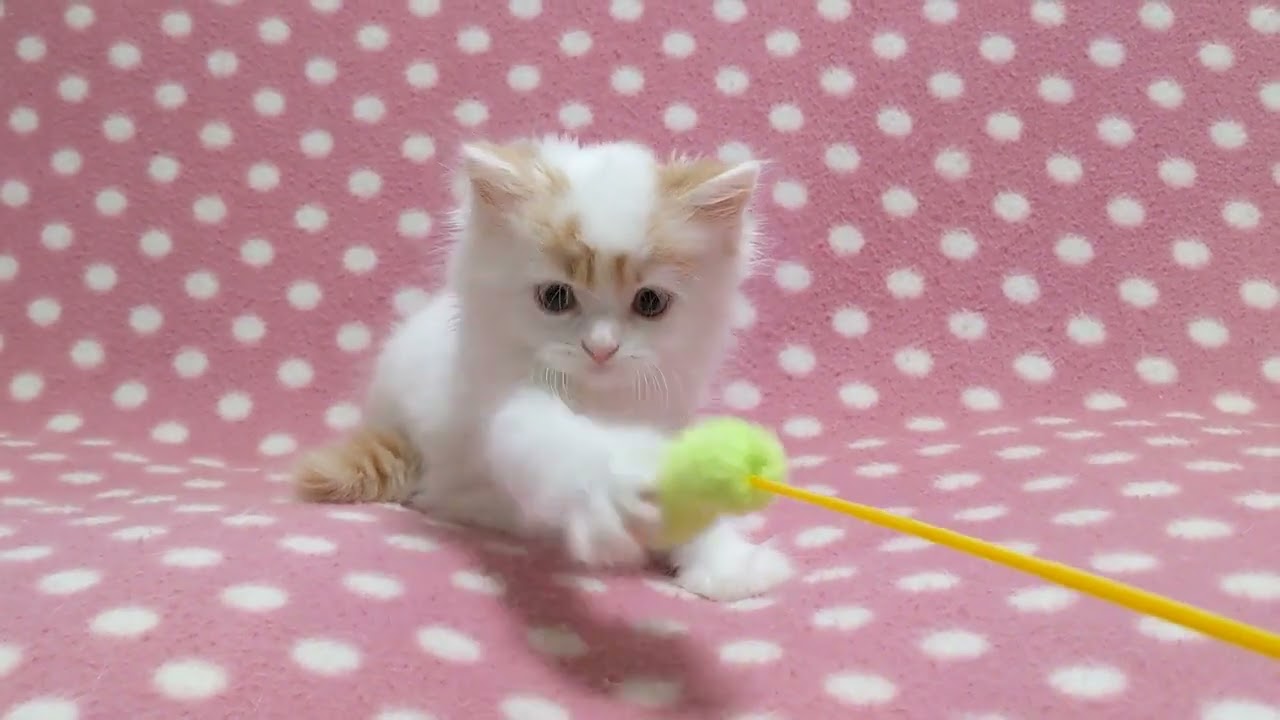 スコティッシュフォールド レッドタビーホワイト（ロングヘアー）の男の子♪