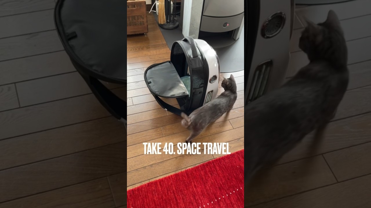 #宇宙旅行 に出発にゃ 実は徒歩５分の獣医さんへ #猫用品 #猫 #エジプシャンマウ #spacetravel #petkit #shorts