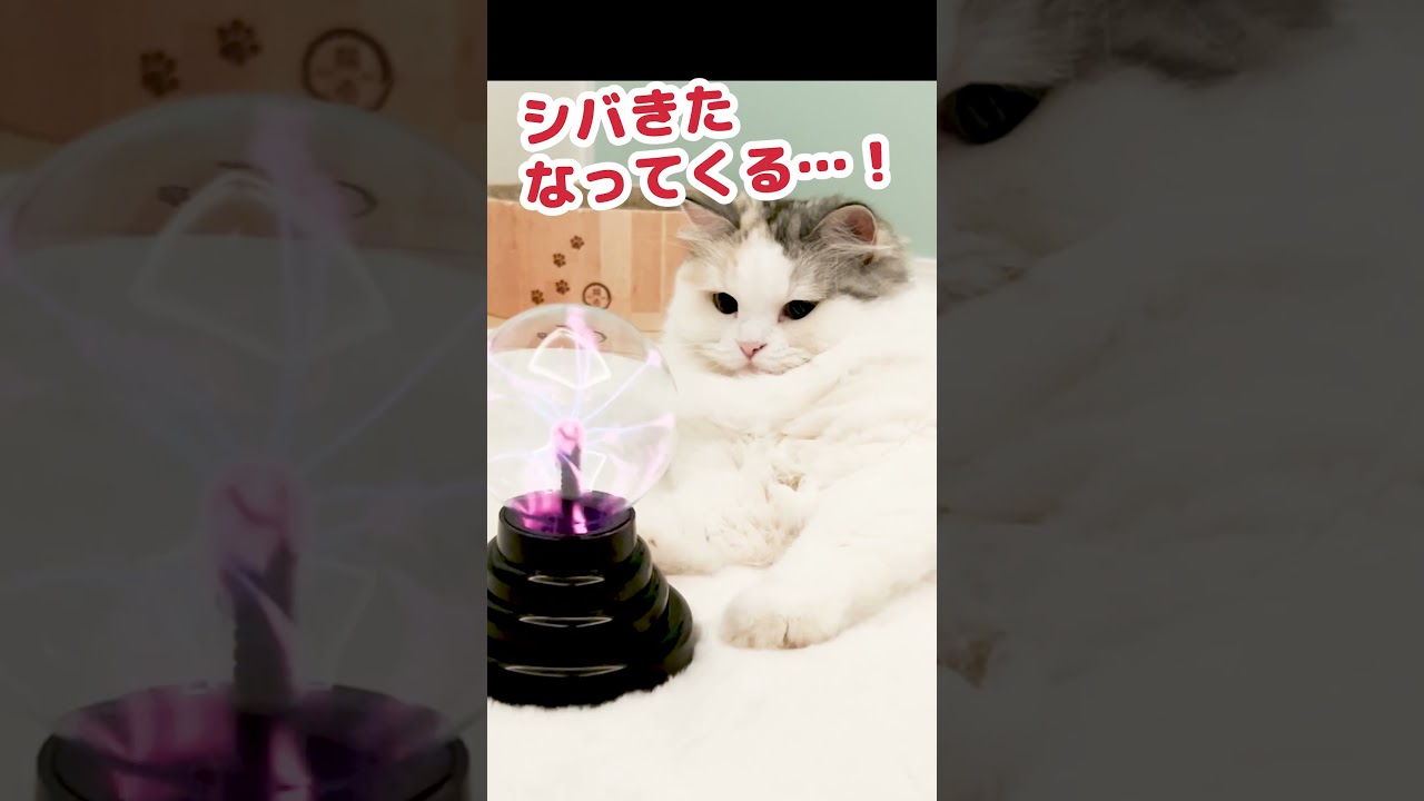 プラズマボールに洗脳される猫 #Shorts