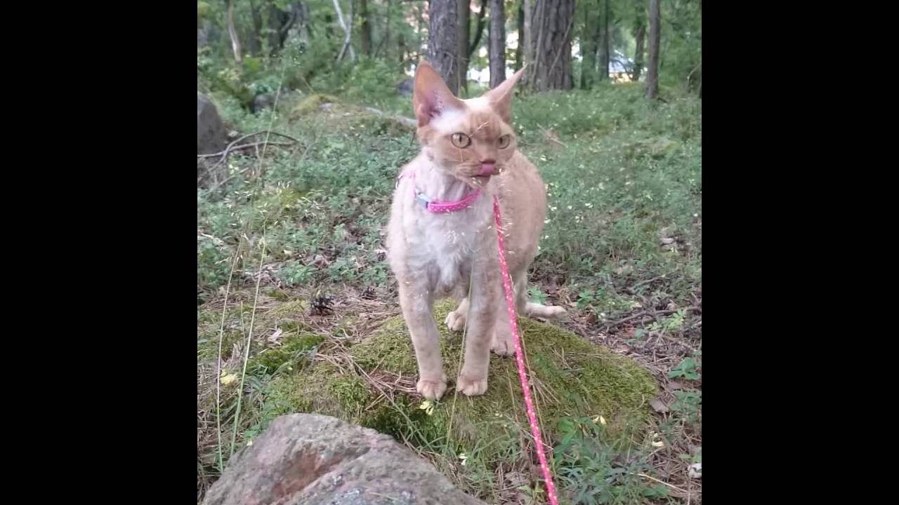 My Devon rex Ninette in the Swedish jungle