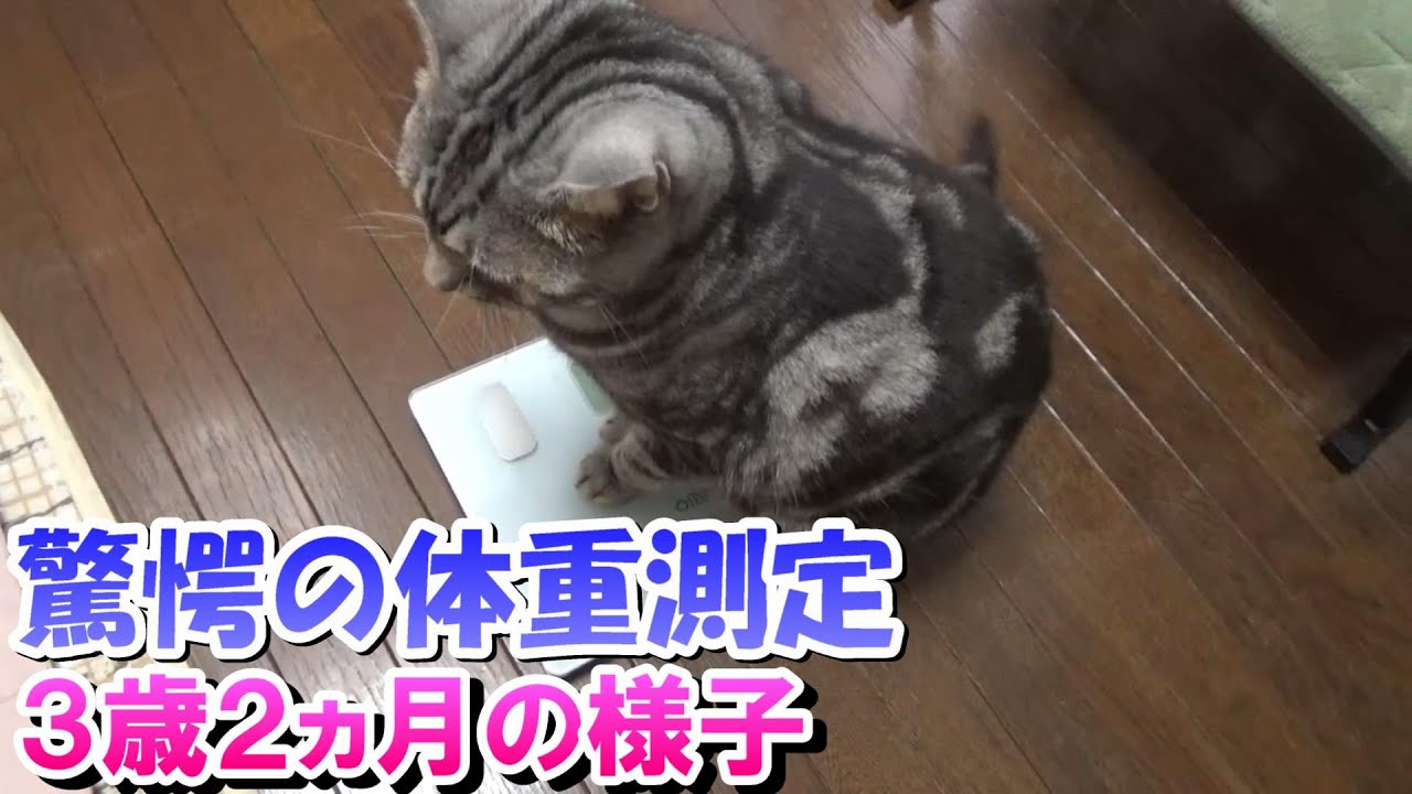 驚愕の体重測定　３歳２ヵ月猫の様子（アメリカンショートヘア）