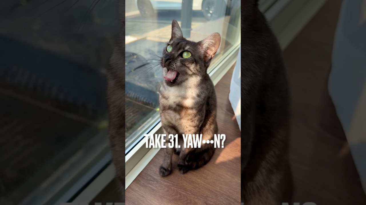 #あくび が途中で止まっちゃった#猫 にゃ #エジプシャンマウ #funnycat #shorts