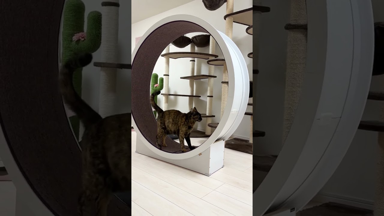 チーターのように全力疾走する猫！！ #shorts