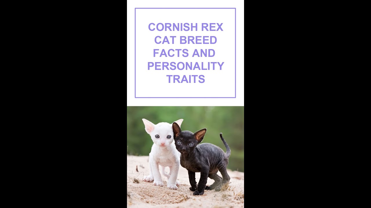 Cornish rex Cat Breed Facts and Personality Traits #Shorts