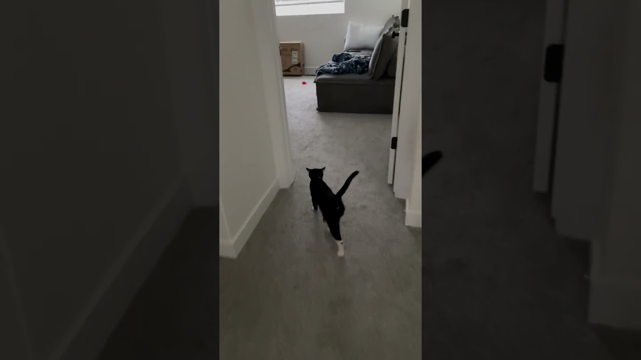 Vocal Cat Takes Pet Parent Upstairs to Make Them Tuck Her in For Nap!