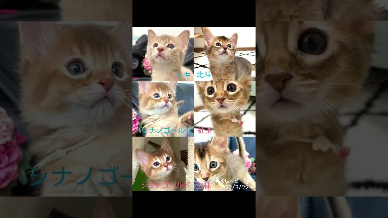 ソマリのコハクくん🏠飼い主様から頂いた写真＆動画で作ってみました。