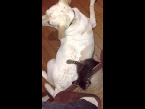 シロちゃんの上にトラトラを乗っけてみた。