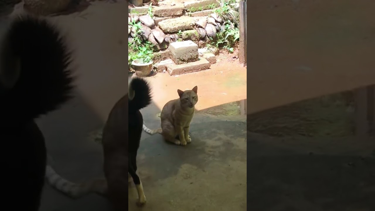 cutest golden brown cat meows ♥️😍