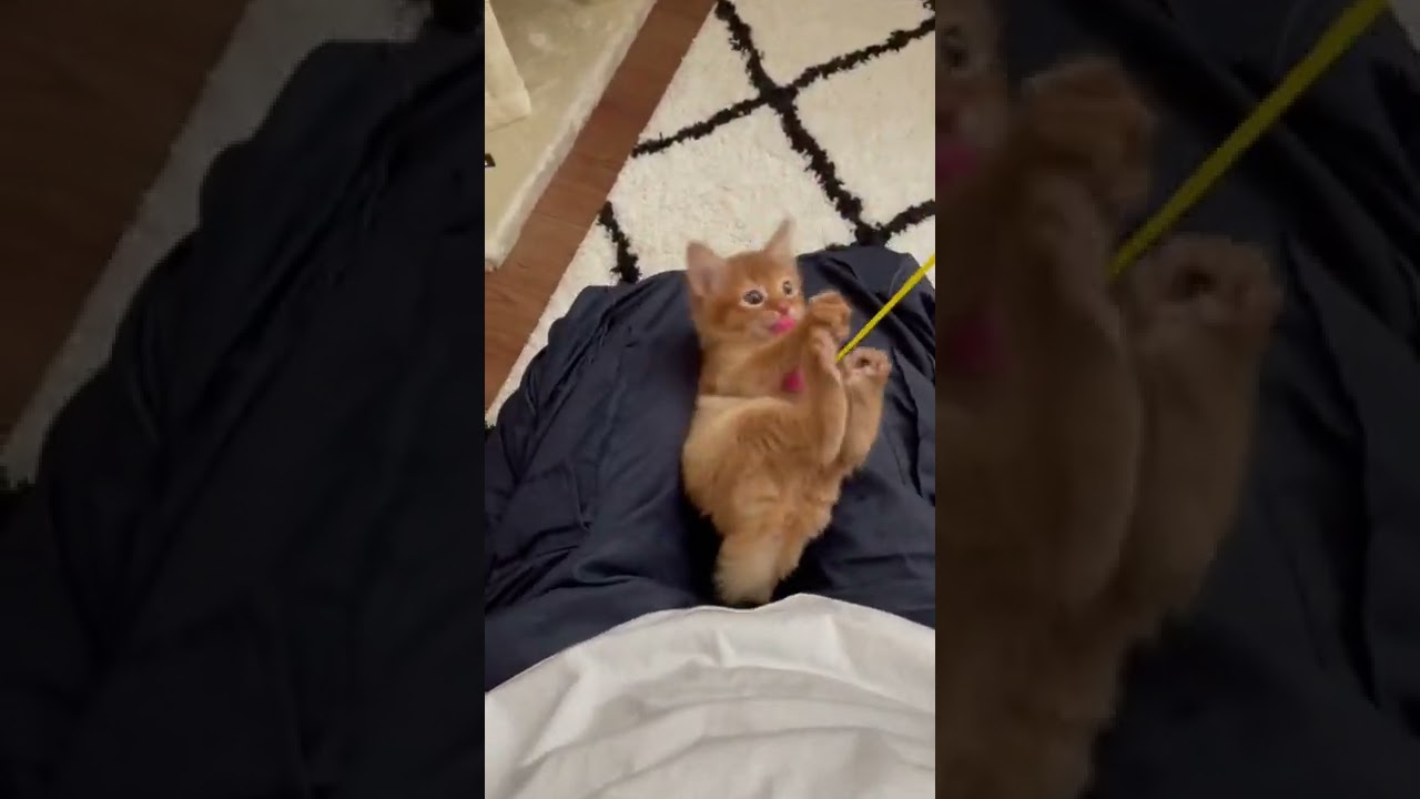 ソマリレッド夕紅 生後47日/Somali kitten,47 days after birth