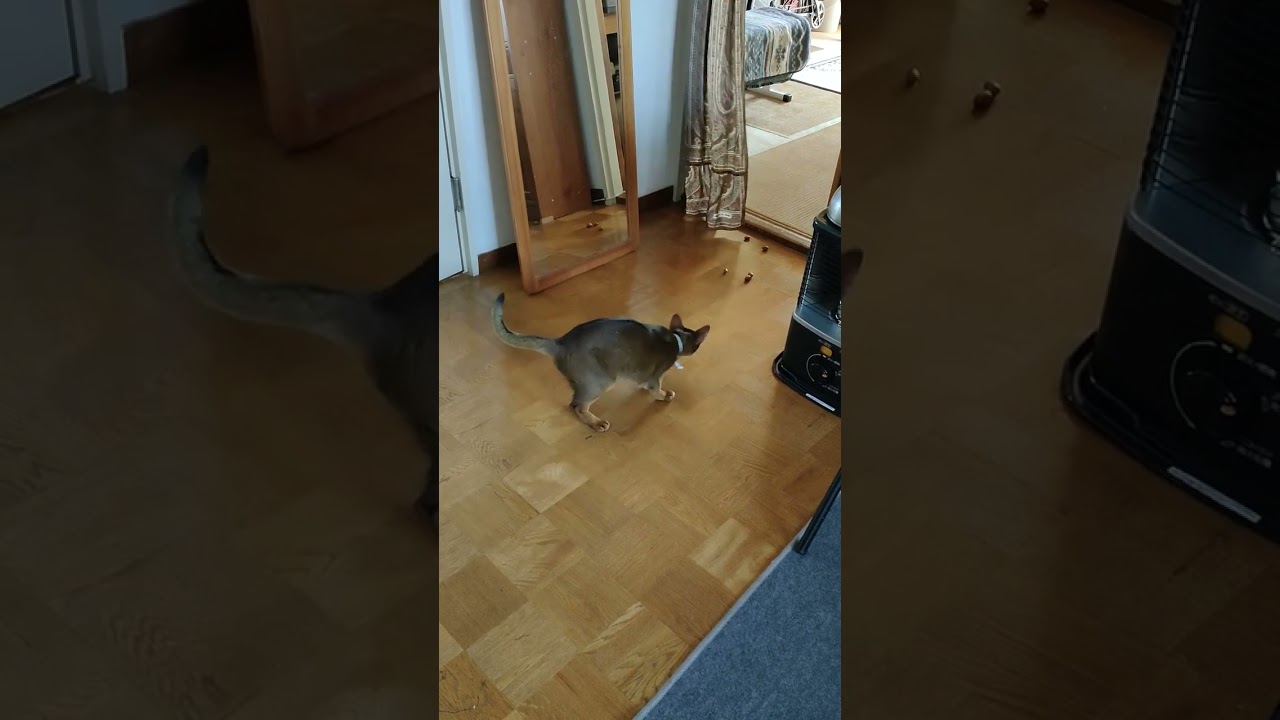 ネコ動画あび#720　#shorts　あびの毎日　アビシニアン　あびブログ