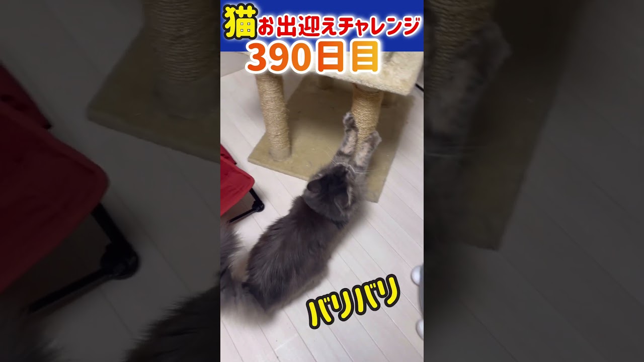 【メインクーン】猫お出迎えチャレンジ390日目 #猫 #メインクーン #アリスさん