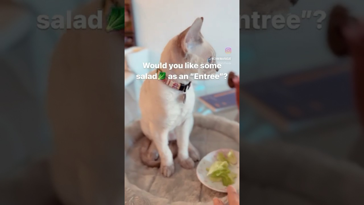 Gourmet Greens: Elevating My Cat's Meals with Lettuce #CatsWhoEatGreens#devonrex #デボンレックス #shorts
