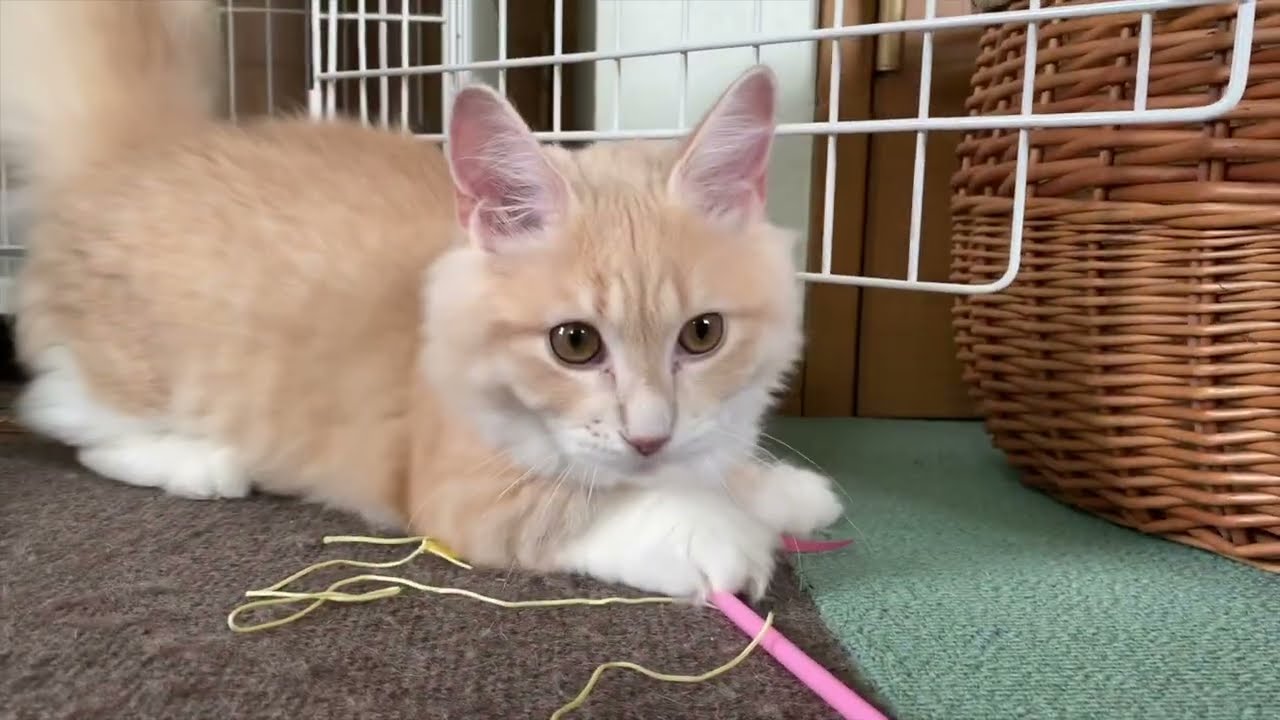ミヌエットの子猫とエジプシャンマウ