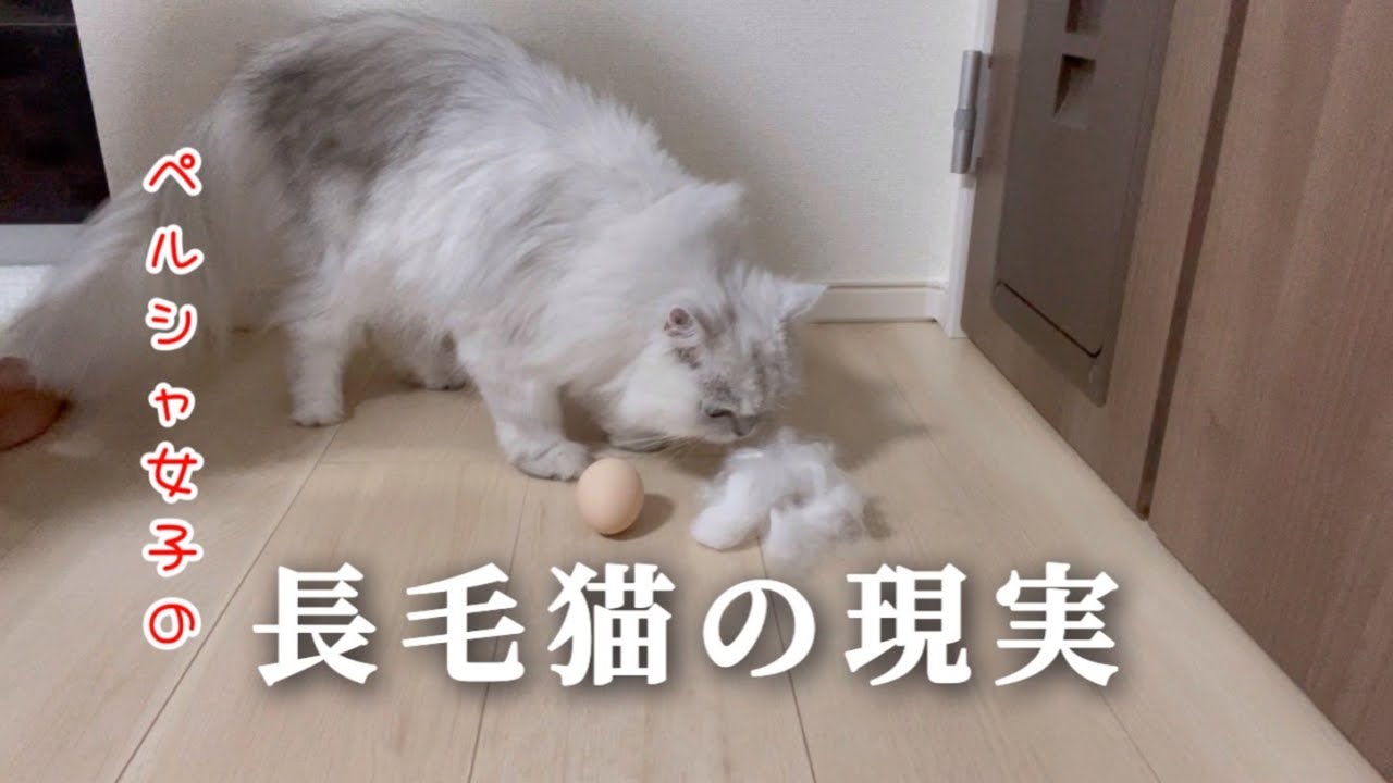 【猫の毛玉】ペルシャ女子の『長毛猫の現実』