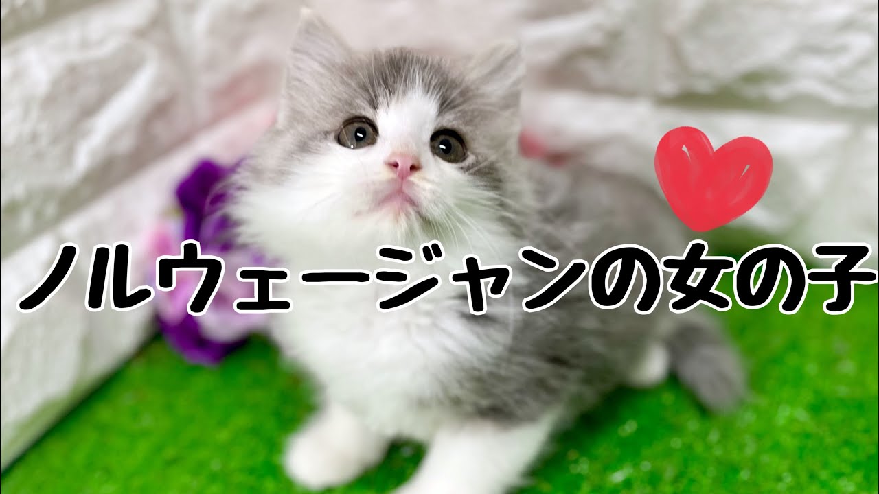ノルウェージャンフォレストキャットの子猫　（中之島）