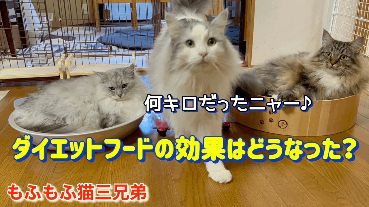 ￼上手くいかない体重測定！以外な方法で成功できました！ラガマフィン猫三兄弟