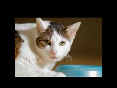 Vomiting In Cats When To Worry