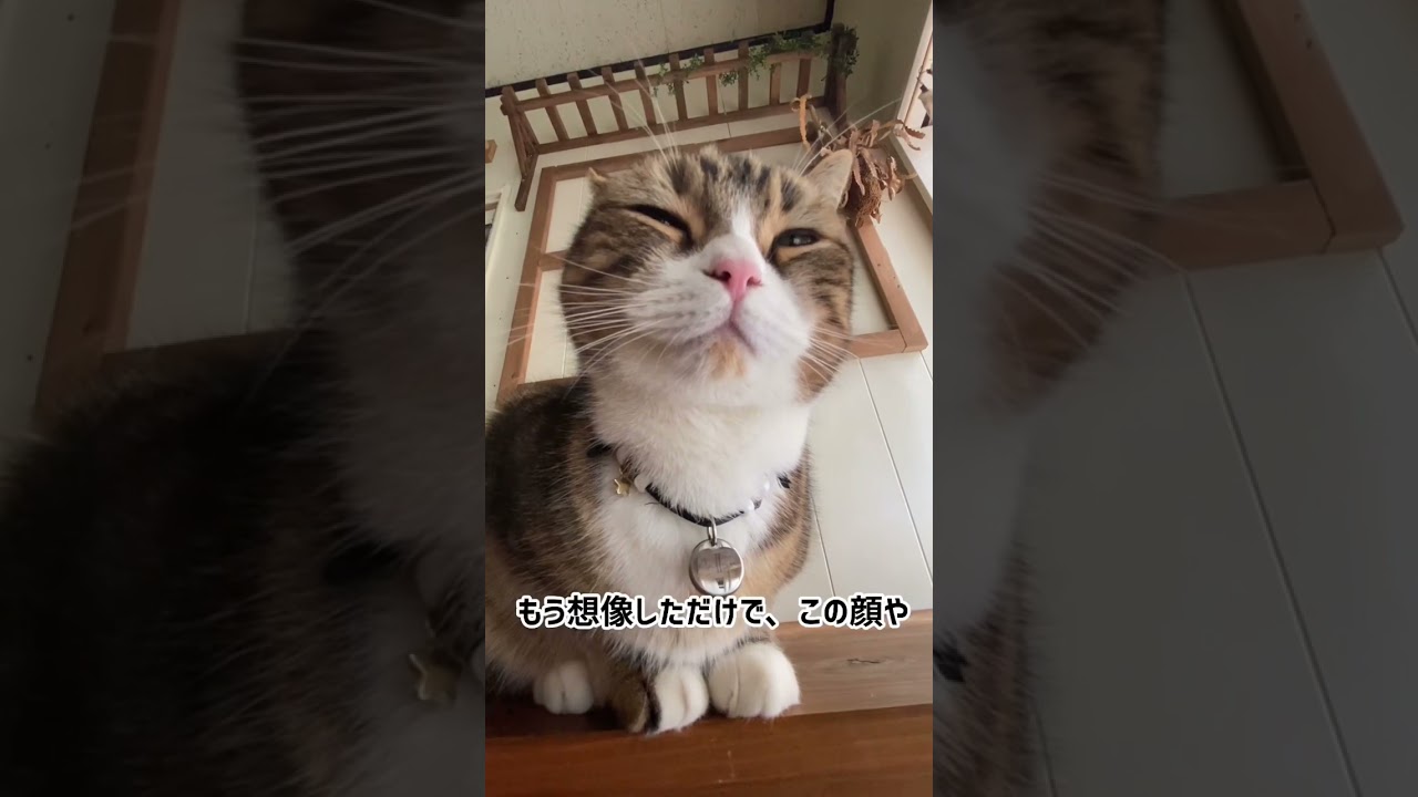 猫の心の声 #shorts #猫 #なっつ #スコティッシュフォールド