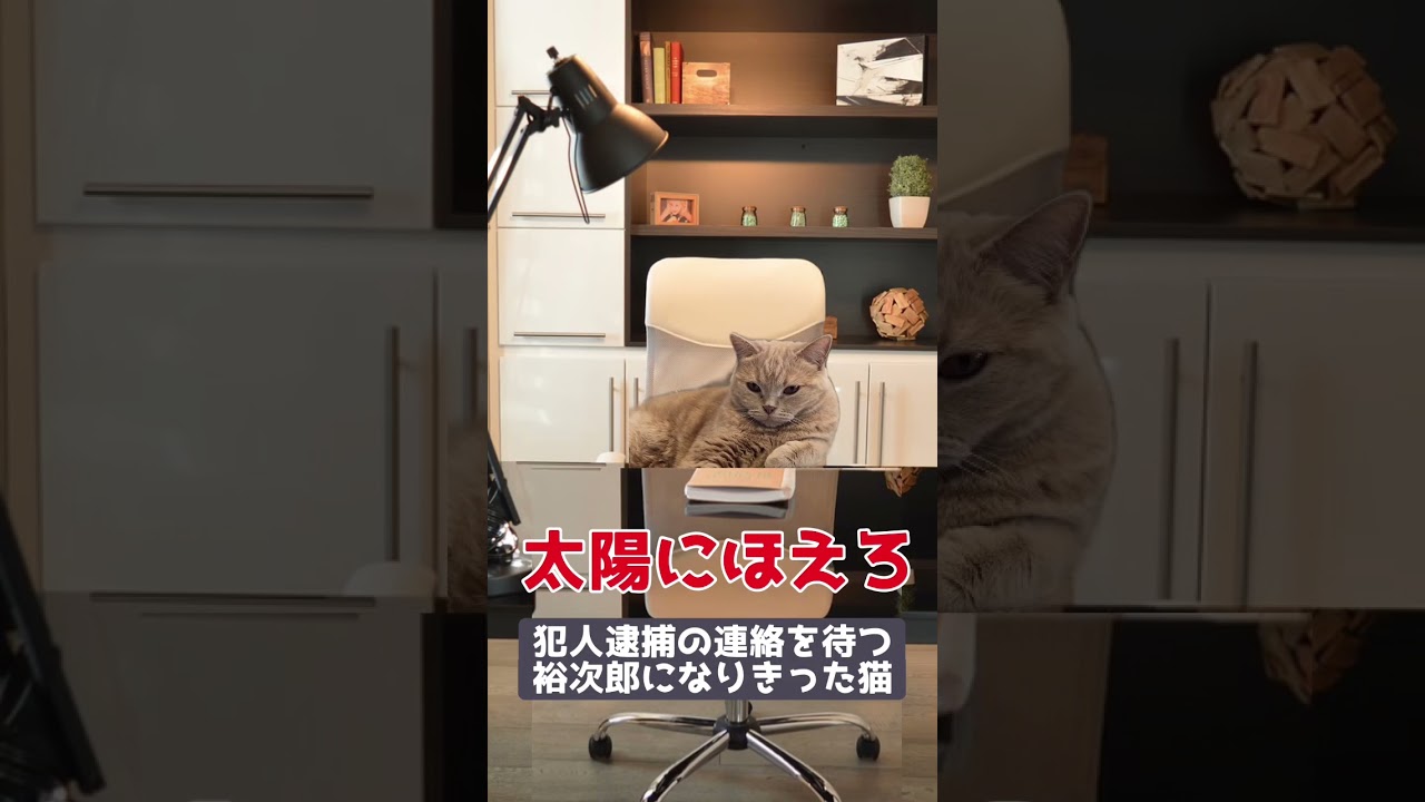 太陽にほえろパロディ#shorts #猫動画 #スコティッシュフォールド #可愛い猫 #癒し #太陽にほえろ #パロディ