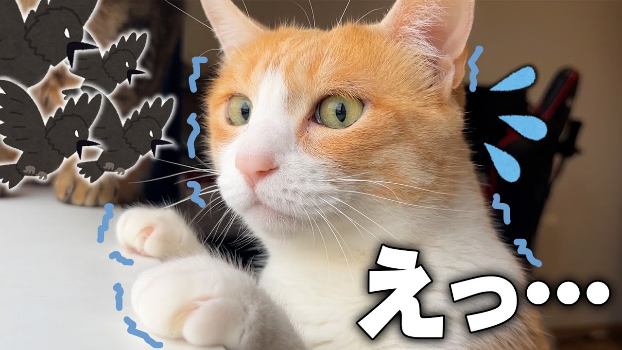 大量のカラスが家に押し寄せてきて猫たちがビビりまくってしまいました…