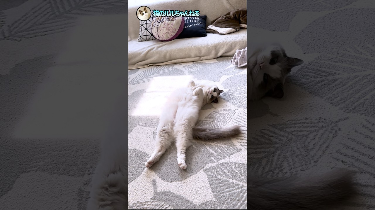 ものすごくリラックスした猫の姿勢 #ラグドール #ragdoll #猫