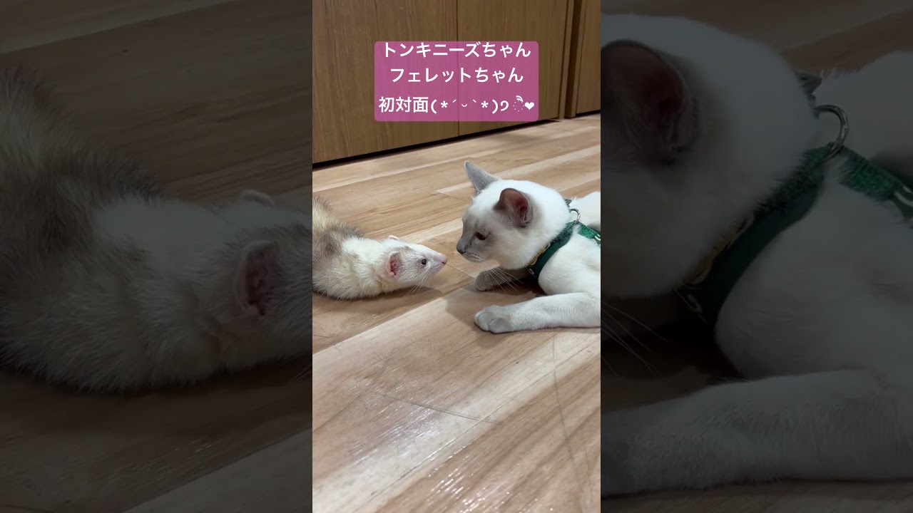 トンキニーズちゃん、フェレットさんと初対面♡