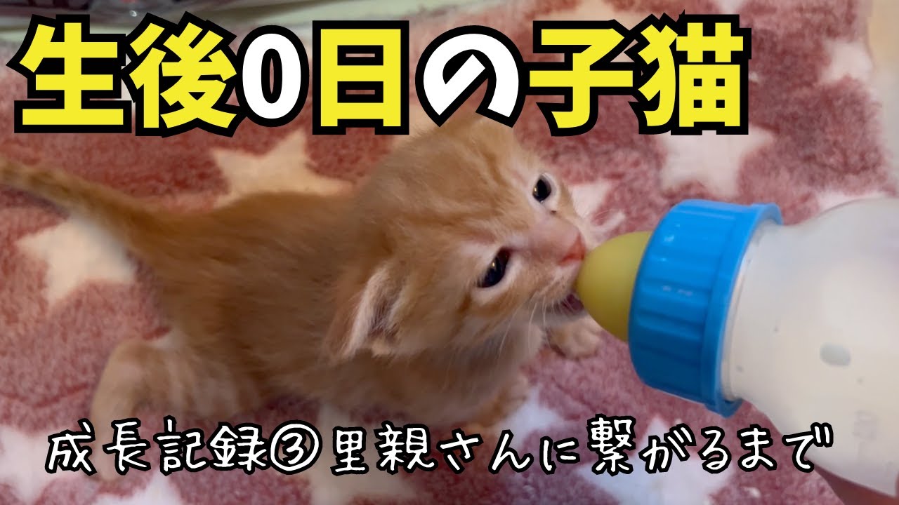 【生後0日の子猫】保護した日、そして現在は③ラスト