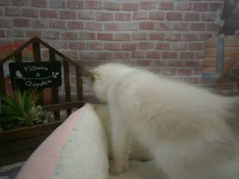 637137 ラグドール