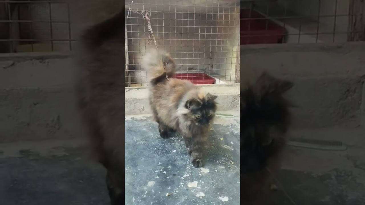 Black kitten Prince 🤴... Aaraf Pet's House Mau 9569047519