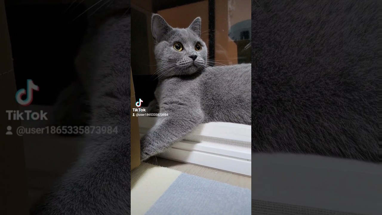 シャルトリューの夜の瞳（chartreux night eyes）