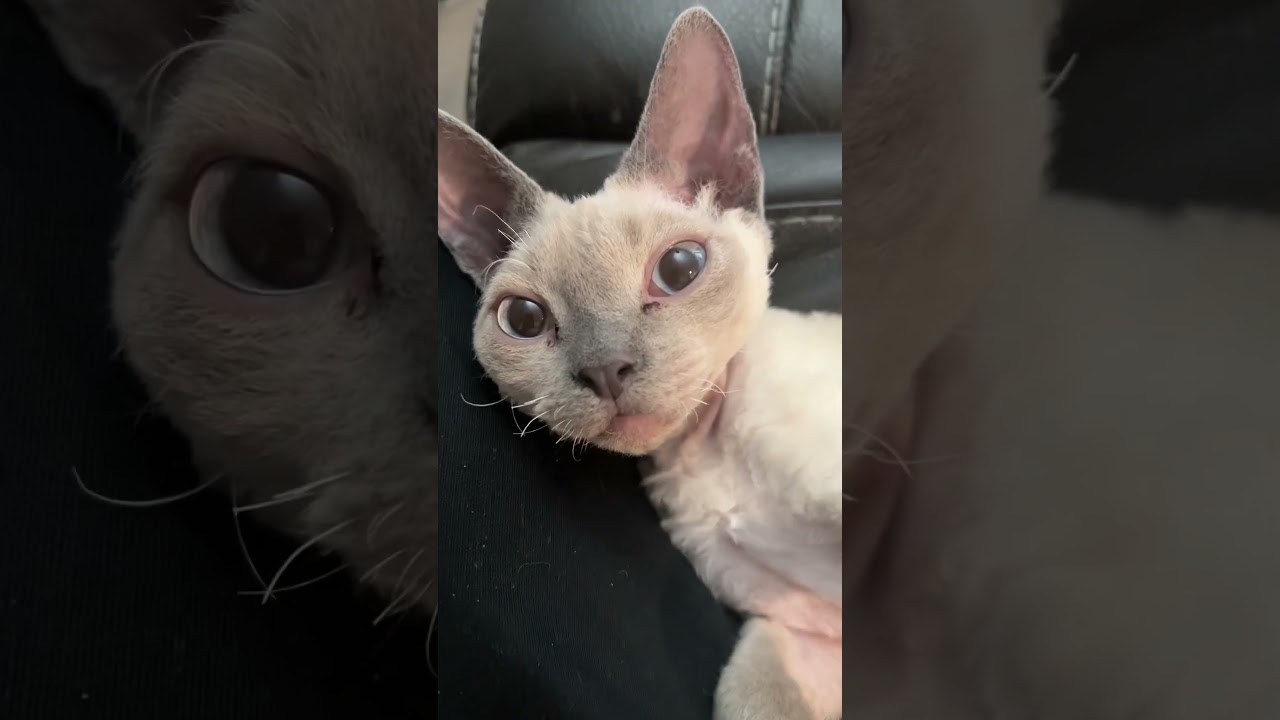 Meet The Cat That LOVES BELLY RUBS!! #shorts #devonrex