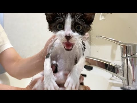 保護子猫を初めてお風呂に入れたら大変すぎた