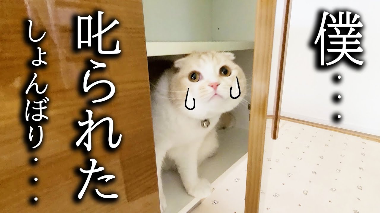 初めて猫が犬に吠えられ怒られたらこうなっちゃいました...